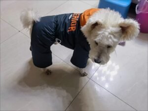 Printed Cotton Dog Jacket