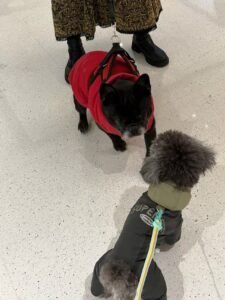 Printed Cotton Dog Jacket