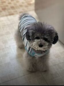 Striped Dog Shirt