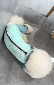 Outdoor Reflective Dog Jacket