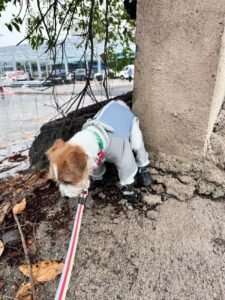 Outdoor Reflective Dog Jacket