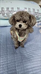 Striped Lace Trim Sling with Cherry Embroidery