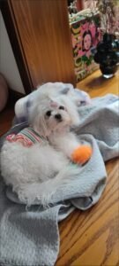 Striped Lace Trim Sling with Cherry Embroidery