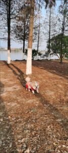 Outdoor Reflective Dog Jacket