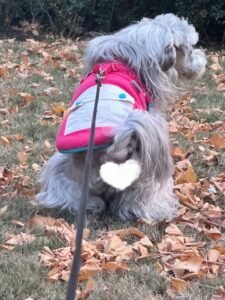Color Block Dog Vest