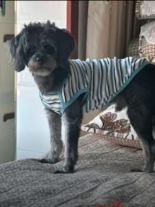 Striped Dog Shirt