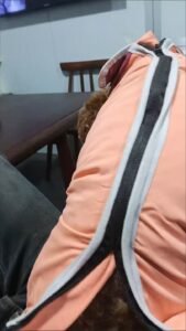 Outdoor Reflective Dog Jacket