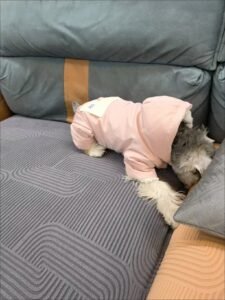 Padded Dog Jumpsuit with Pocket & D-Ring