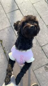 Cooling Pet Shirt for Summer