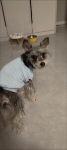 Cooling Pet Shirt for Summer