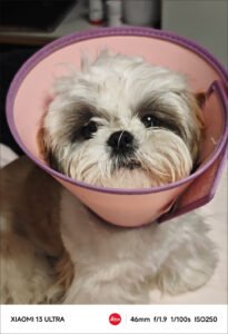 Fluffy Paw Knit Sweater