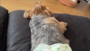 Color Block Dog Vest