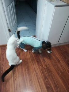 Outdoor Reflective Dog Jacket