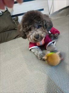 Outdoor Reflective Dog Jacket