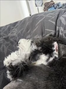 Color Block Dog Vest