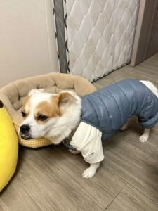 Bear Strap Cotton Dog Jacket