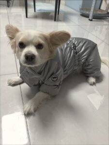 Four-Legged Cotton Dog Jacket with Scarf