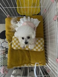 College Style Dog Dress