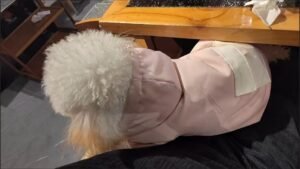 Padded Dog Jumpsuit with Pocket & D-Ring