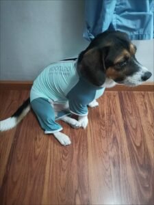 Outdoor Reflective Dog Jacket