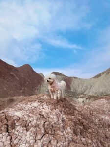 College Style Dog Dress