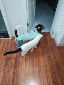 Outdoor Reflective Dog Jacket