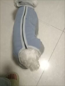 Outdoor Reflective Dog Jacket
