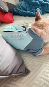 Outdoor Reflective Dog Jacket