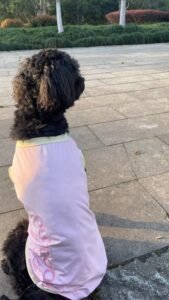 Cooling Pet Shirt for Summer