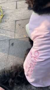 Cooling Pet Shirt for Summer