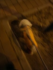 Outdoor Reflective Dog Jacket