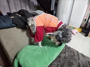 Outdoor Reflective Dog Jacket