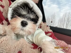 Padded Dog Jumpsuit with Pocket & D-Ring