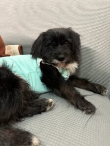 Cooling Pet Shirt for Summer