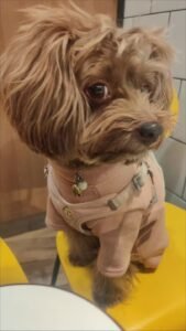 Outdoor Reflective Dog Jacket