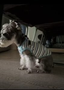 Striped Dog Shirt