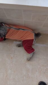 Outdoor Reflective Dog Jacket