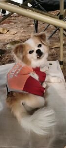 Outdoor Reflective Dog Jacket