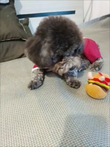 Outdoor Reflective Dog Jacket