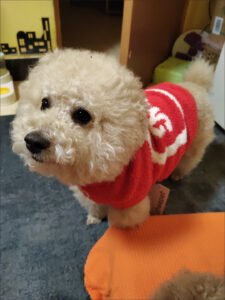 Fluffy Paw Knit Sweater