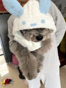 Puppy Design Cozy Dog Outfit