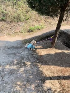 Outdoor Reflective Dog Jacket