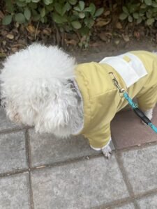 Padded Dog Jumpsuit with Pocket & D-Ring