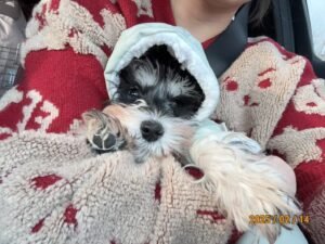 Padded Dog Jumpsuit with Pocket & D-Ring