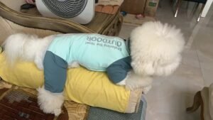 Outdoor Reflective Dog Jacket