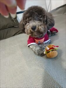 Outdoor Reflective Dog Jacket