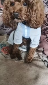 Outdoor Reflective Dog Jacket