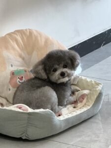 Outdoor Reflective Dog Jacket