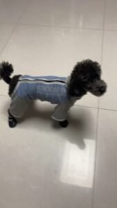 Outdoor Reflective Dog Jacket