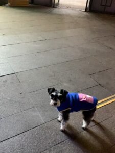 Color Block Dog Vest